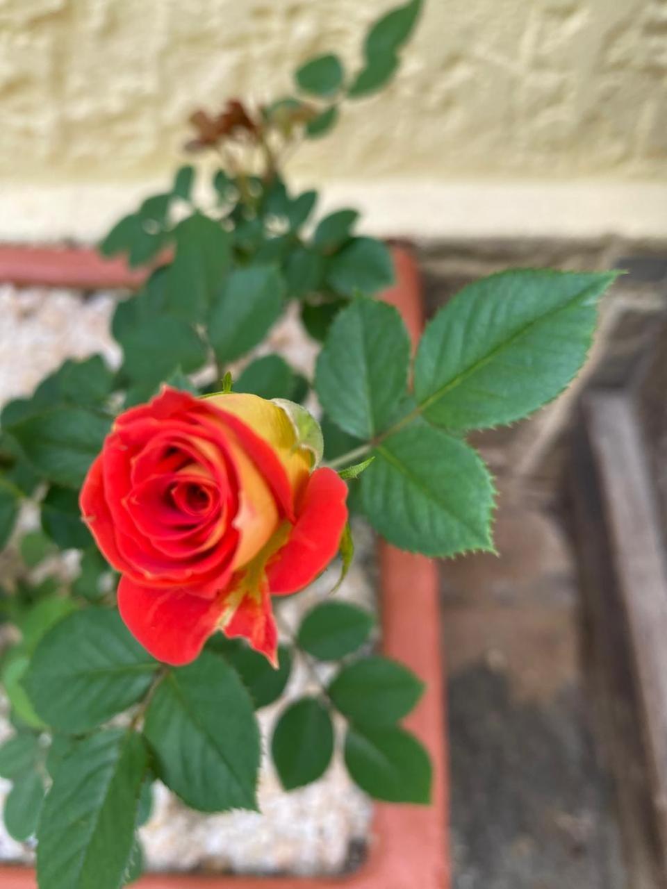 Pousada Casa Do Ipe Amarelo 미겔 페레이라 외부 사진